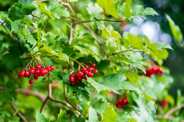 Frisch Reifende Viburnum Beeren Park — Stockfoto