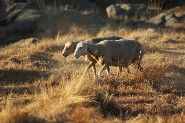 Dos Ovejas Campo Rural Soleado — Foto de Stock