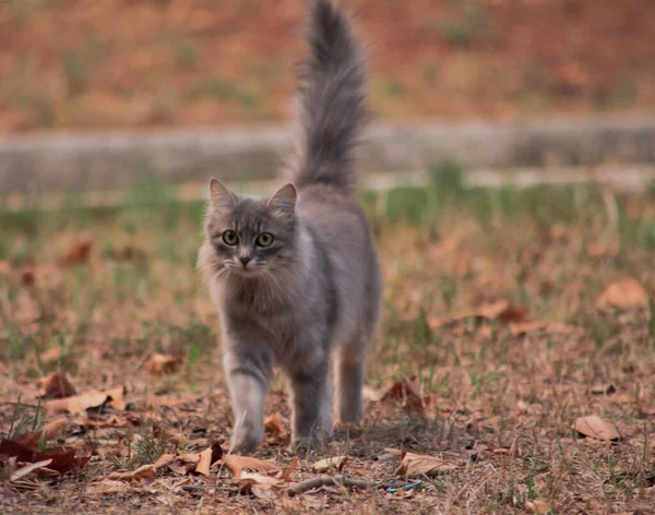 Gato Curto Britânico Cinza Bonito Campo — Fotografia de Stock