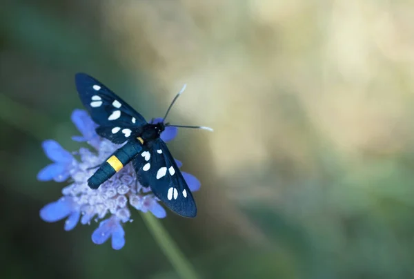 Gros Plan Papillon Nuit Neuf Taches Sur Une Fleur Violette — Photo