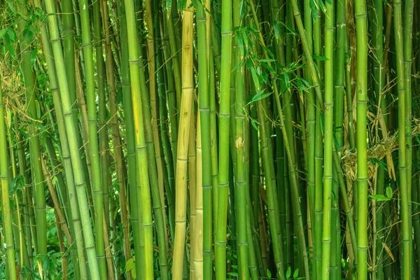 Närbild Bild Bild Gröna Bambu Träd Som Naturlig Bakgrund — Stockfoto