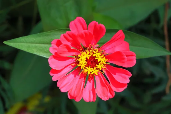 Närbild Vacker Zinnia Angustifolia Blomma Botanisk Trädgård — Stockfoto