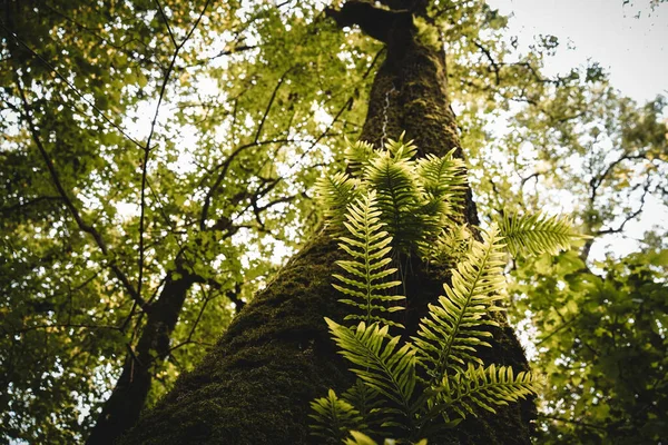 Angle Bas Grands Arbres Verts Dans Une Forêt — Photo