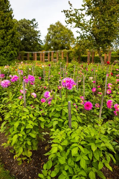 Primer Plano Hermosas Flores Dalias Púrpuras Floreciendo Jardín — Foto de Stock