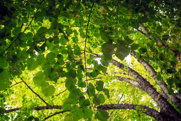 Дерева Зеленим Листям Парку — стокове фото