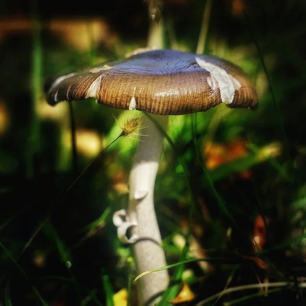 Vertical Shot Brown White Mushroom — Stock Photo, Image