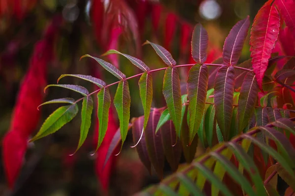 緑がかった赤の葉の閉鎖 チピナ スタグホーン サック — ストック写真