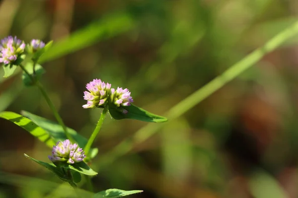 Bulanık Bir Arkaplanda Yeşil Bir Bitkinin Yakın Plan Çekimi — Stok fotoğraf
