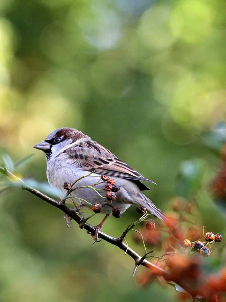 Closeup Sparrow Perched Branch Rowan Berries — Stock Photo, Image