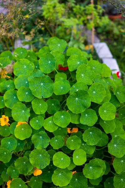 Vertical Shot Green Nasturtium Leaves Garden — Stock Photo, Image