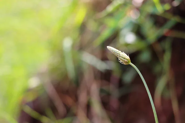 Tiro Close Uma Planta Campo — Fotografia de Stock