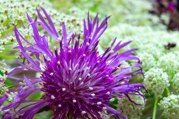 Hnědý Knapweed Zahradě — Stock fotografie