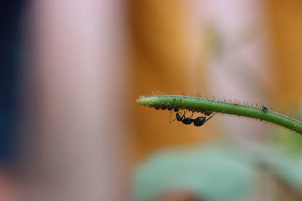 Gros Plan Une Fourmi Sur Une Plante Dans Arrière Plan — Photo