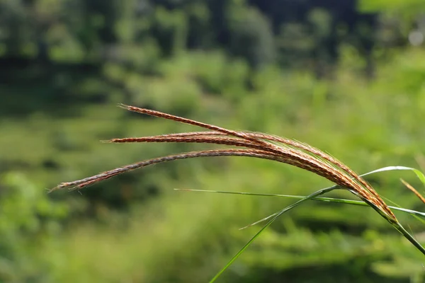 Closeup Shot Plant Blurred Background Himalaya — Stock Photo, Image