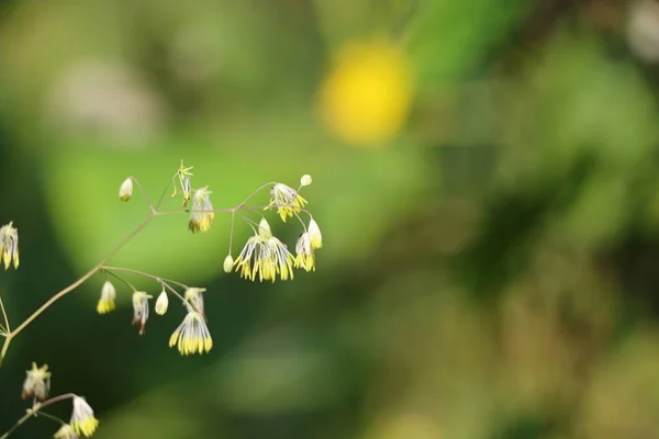 Een Close Shot Van Een Groene Plant Een Wazige Achtergrond — Stockfoto