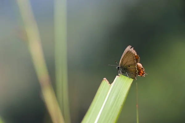 Ένα Κοντινό Πλάνο Μιας Όμορφης Πεταλούδας Ένα Φυτό Στα Ιμαλάια — Φωτογραφία Αρχείου