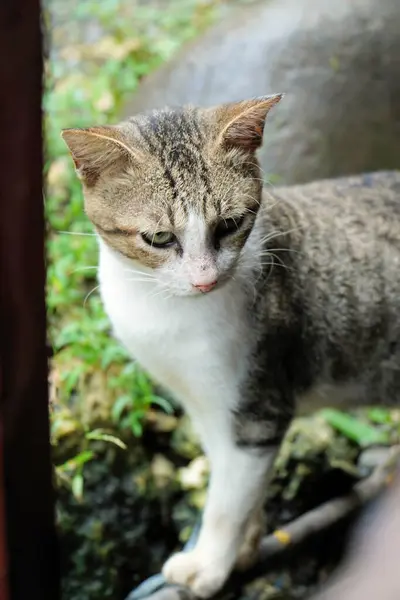 Nahaufnahme Einer Gestromten Katze Einem Garten — Stockfoto