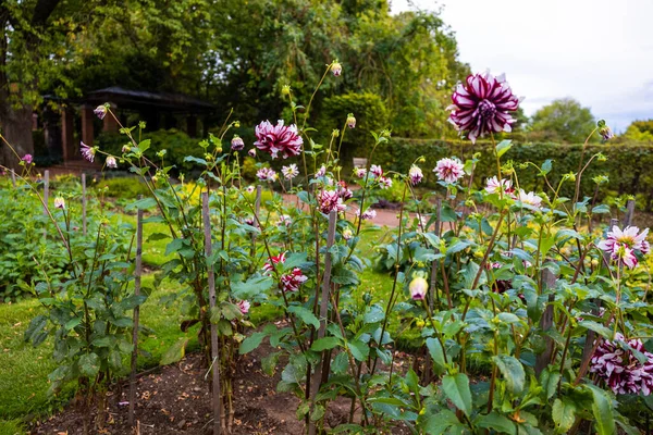 Primer Plano Hermosas Flores Dalias Púrpuras Floreciendo Jardín — Foto de Stock
