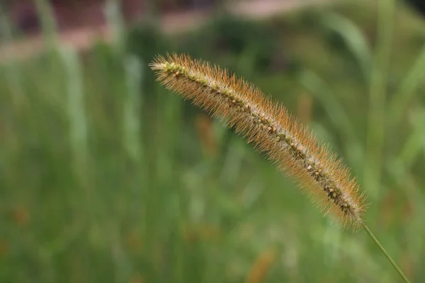 Close Uma Planta Verde Fundo Turvo Himalaia Caxemira Índia — Fotografia de Stock