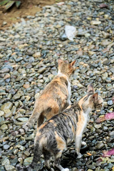 Dois Gatos Vadios Andando Sobre Pedras Chão Parque — Fotografia de Stock