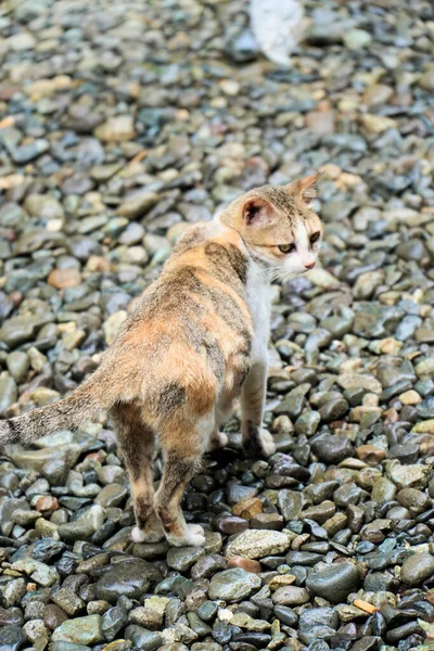 Gato Callejero Caminando Sobre Piedras Suelo Parque — Foto de Stock
