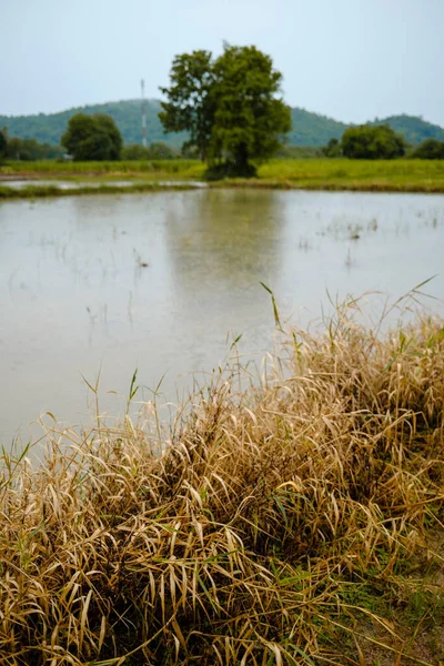 在泰国伊桑的一个雨天 一个被树木环绕在田野里的池塘 — 图库照片