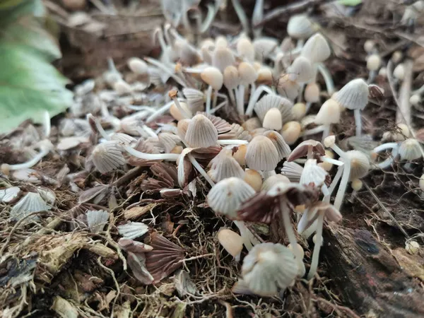 Coprinellus Disseminatus Espécies Fungos Agáricos Família Psathyrellaceae — Fotografia de Stock