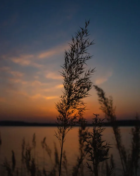 Eine Vertikale Nahaufnahme Der Silhouetten Der Pflanzen Gegen Den Sonnenuntergang — Stockfoto