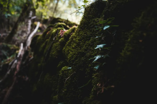 Pedras Musgosas Floresta — Fotografia de Stock