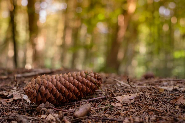 Enfoque Selectivo Una Conífera Cono Abeto Suelo Forestal — Foto de Stock