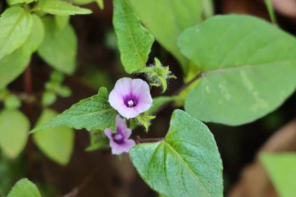 植物园里一朵美丽的紫色花朵的特写 — 图库照片