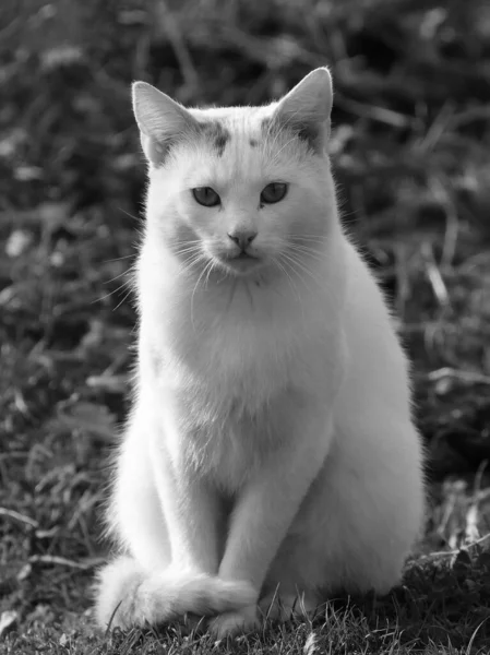 在模糊的背景下在室外拍摄的一只白猫的灰度照片 — 图库照片