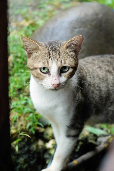 Eine Nahaufnahme Einer Gestromten Katze Mit Großen Augen Garten — Stockfoto