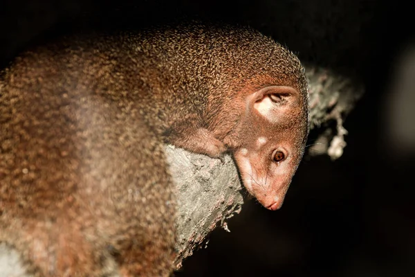 Szelektív Fókuszfelvétel Egy Gambiai Mongúzról Állatkertben — Stock Fotó