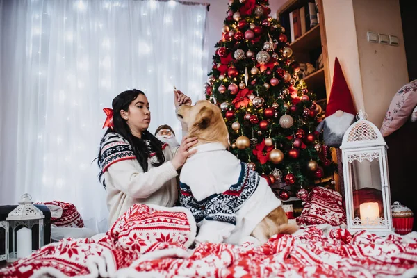 Noel Arifesinde Renkli Bir Noel Ağacının Yanında Golden Retriever Köpeğiyle — Stok fotoğraf