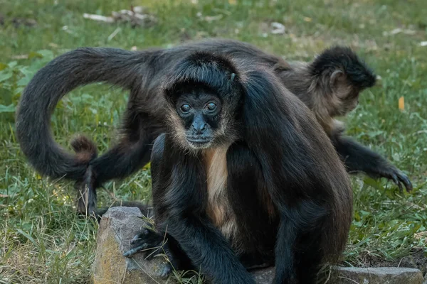 Sebuah Fokus Tembakan Selektif Dari Primata Capuchin Tufted Kebun Binatang — Stok Foto