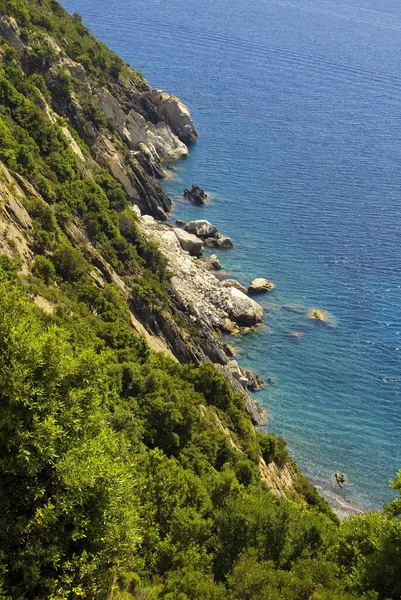 緑の木々に囲まれた岩場の海岸の垂直ショット — ストック写真