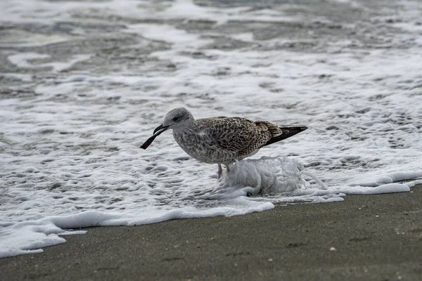 Gabbiano Che Gioca Con Onde Tempestose Riva Mare Una Giornata — Foto Stock