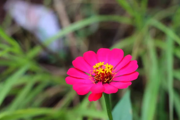 Close Uma Bela Flor Zinnia Angustifolia Jardim Botânico — Fotografia de Stock