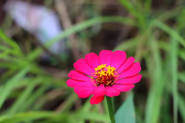 Close Uma Bela Flor Zinnia Angustifolia Jardim Botânico — Fotografia de Stock