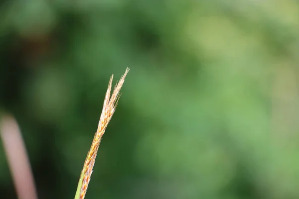 Nahaufnahme Einer Pflanze Auf Verschwommenem Hintergrund Himalaya — Stockfoto