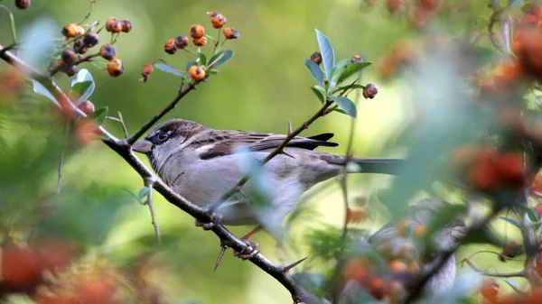 Primer Plano Gorrión Encaramado Una Rama Con Bayas Rowan — Foto de Stock