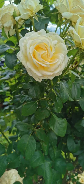 Egy Közeli Felvétel Sárga Kerti Rózsákról — Stock Fotó