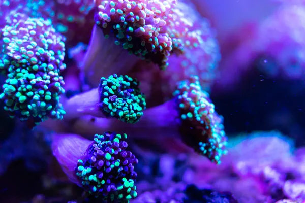 Close Shot Coral — Stock Photo, Image