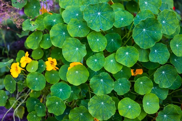 庭に緑のナストリウムの葉のクローズアップショット — ストック写真
