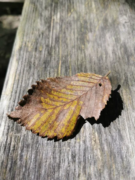 Gros Plan Vertical Une Feuille Sèche Sur Surface Bois — Photo