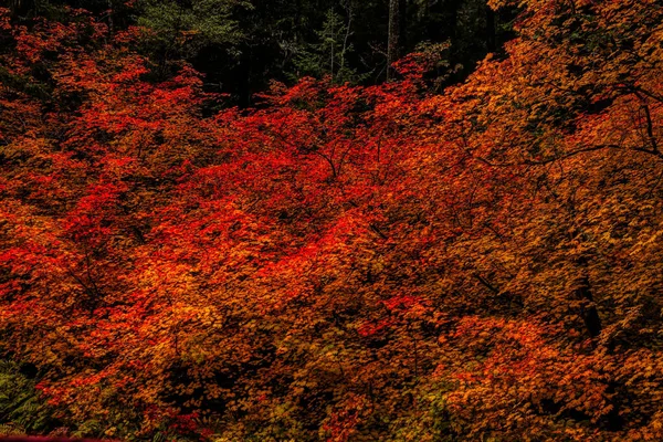 カラフルな木々の美しい秋の風景のショット — ストック写真