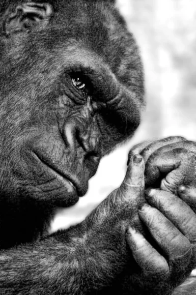 Tiro Vertical Tons Cinza Chimpanzé Com Rosto Atencioso — Fotografia de Stock