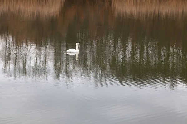 Bel Colpo Lago Kragujevac Kragujevac Serbia — Foto Stock