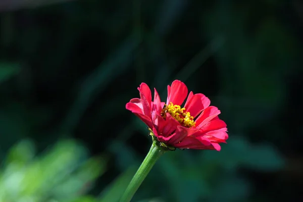 Closeup Red Zinnia Blooming Garden Sunlight Blurry Background — ストック写真